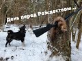 Охота с лайками на куницу... День перед Рождеством...