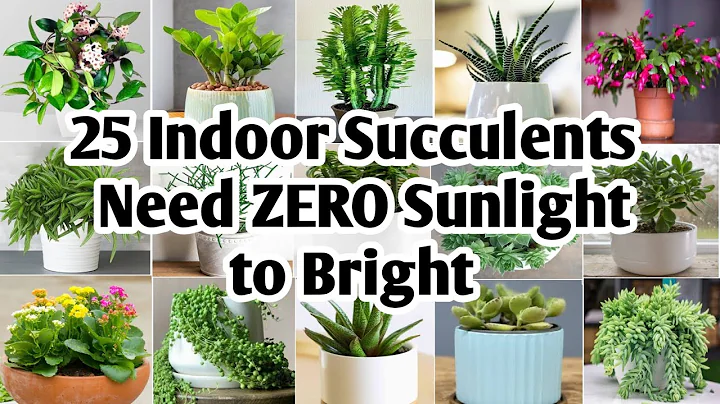 25 Indoor Succulent Plants | Succulents need Zero Sunlight to Bright | Plant and Planting - DayDayNews