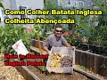 Como Colher Batata Inglesa - Colheita Abençoada / How to Harvest English Potato - Blessed Harvest