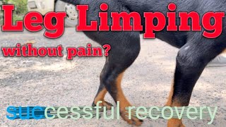 Dog limping back leg without pain. Tarsal hyperextension in Rotweiler Dog