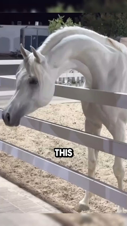 Discover the MAJESTIC Arabian Horse Breed! #animals #animallife #animalfacts #facts #animalknowledge