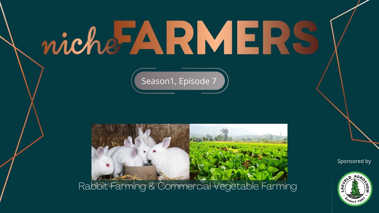 Niche Farmers Episode 7 | Rabbit & Commercial Vegetable Farming - YouTube