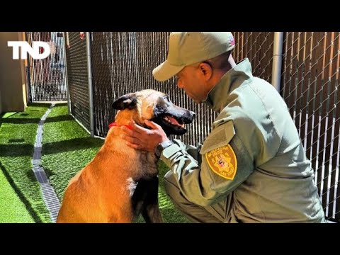 Las Vegas K-9 going home after being stabbed in the line of duty - YouTube