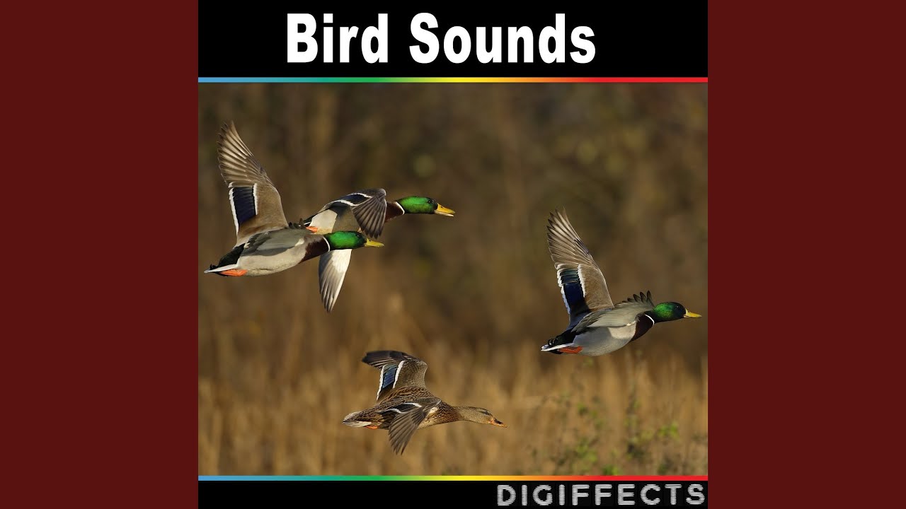 Watch Corn Crake on YouTube Watch Corn Crake on YouTube