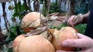 Stringing onions for storage