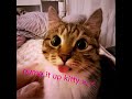subscribe if you love cats