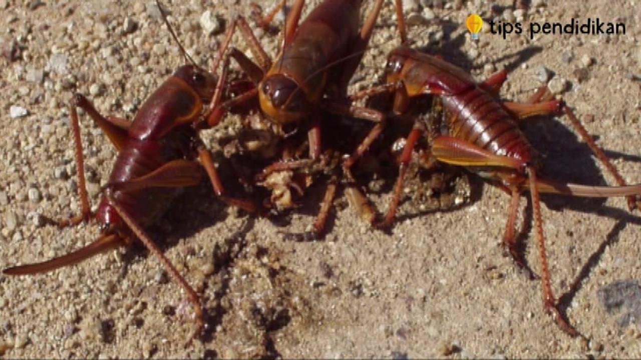 Cara Ternak Jangkrik Yang Efektif 