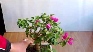 BONSAI-BOUGANVILLEA