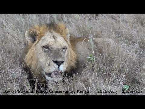 old lion without