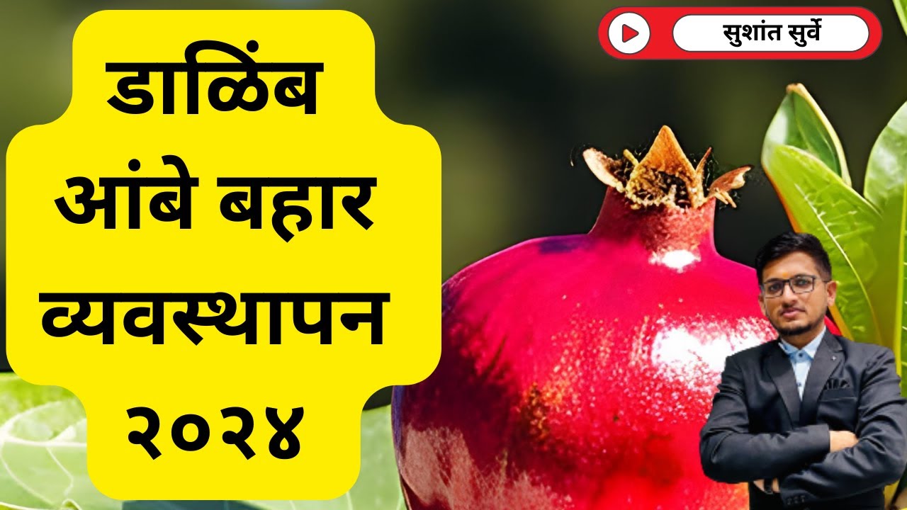डाळिंब आंबे बहार व्यवस्थापन २०२४