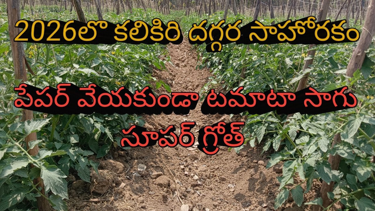 2026లొ కలికిరి దగ్గర సాహోరకం పేపర్ వేయకుండా టమోటా సాగు సూపర్ గ్రోథింగ్ 