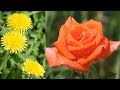 Beautiful time-lapse of blooming flowers Beautiful time-lapse of blooming flowers