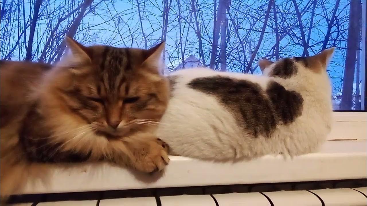 Котик доброе утро видео. Котик доброе утро видео