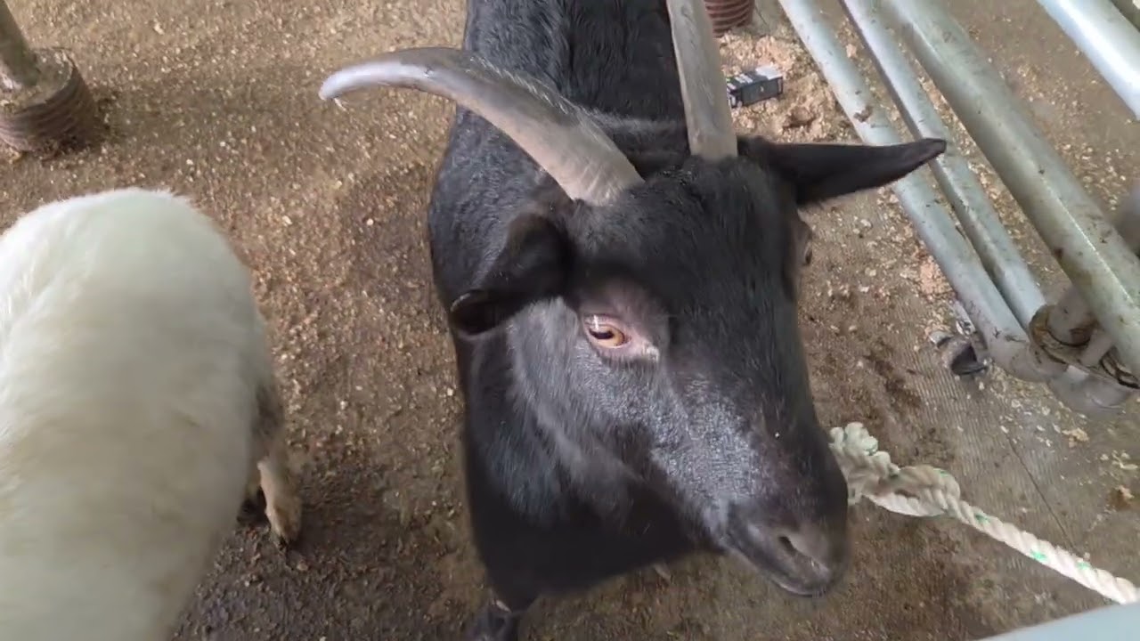 강진완도 일괄 리얼경매 현장 