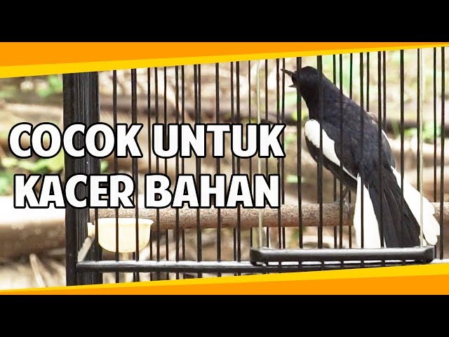 PANCING KACER ANDA DENGAN KACER GACOR INI PASTI LANGSUNG EMOSI BONGKAR ISIAN class=