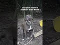 Dog Found Living in Trash