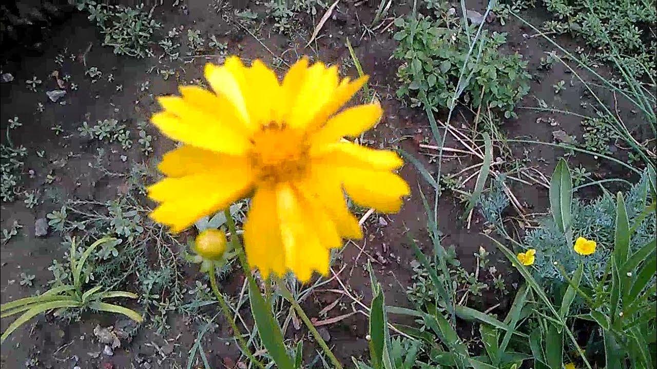 Желтая ромашка песня. Желтая ромашка песня. Дороникум желтая ромашка козульник. Желтая ромашка песня. Желтая ромашкаю.