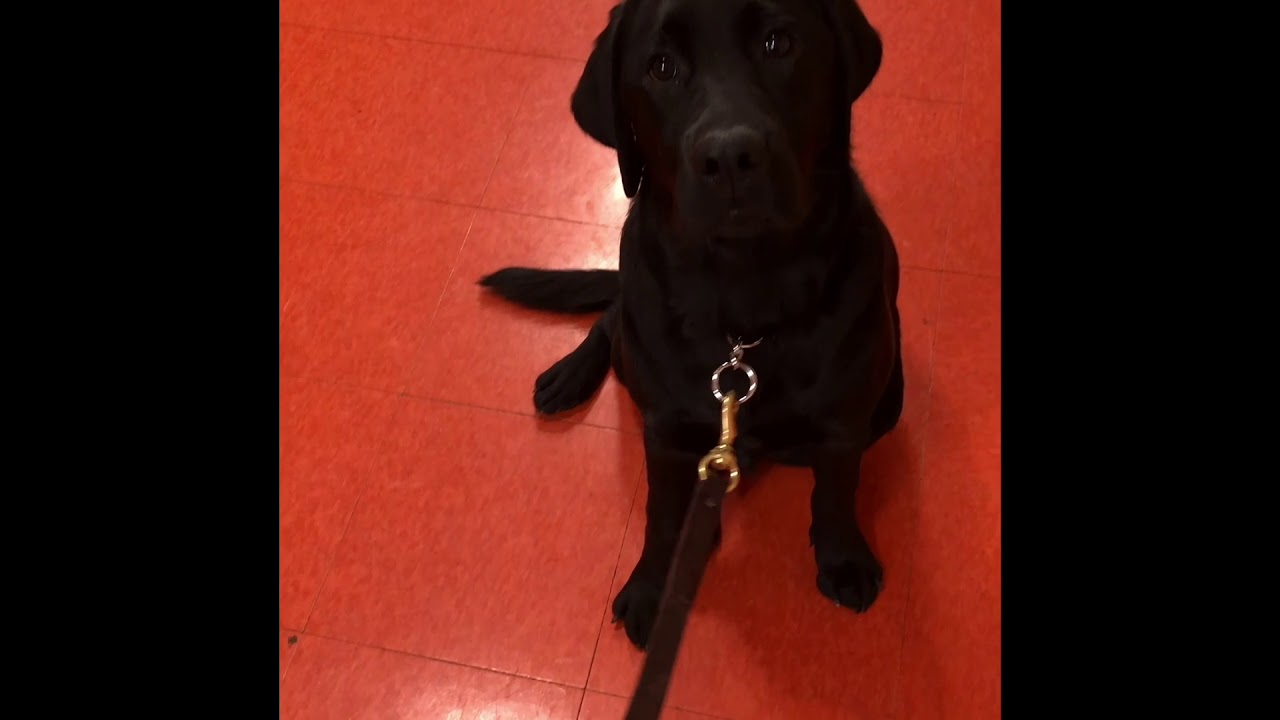 December 8 Clementine 2020 Delaware dog training