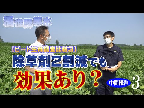 【ビート生育調査比較３】除草剤２割減でも効果あり？中間報告３【第203回】