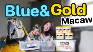นกแก้วบลูแอนด์โกลด์มาคอว์ (Blue&Gold Macaw) Ep.316