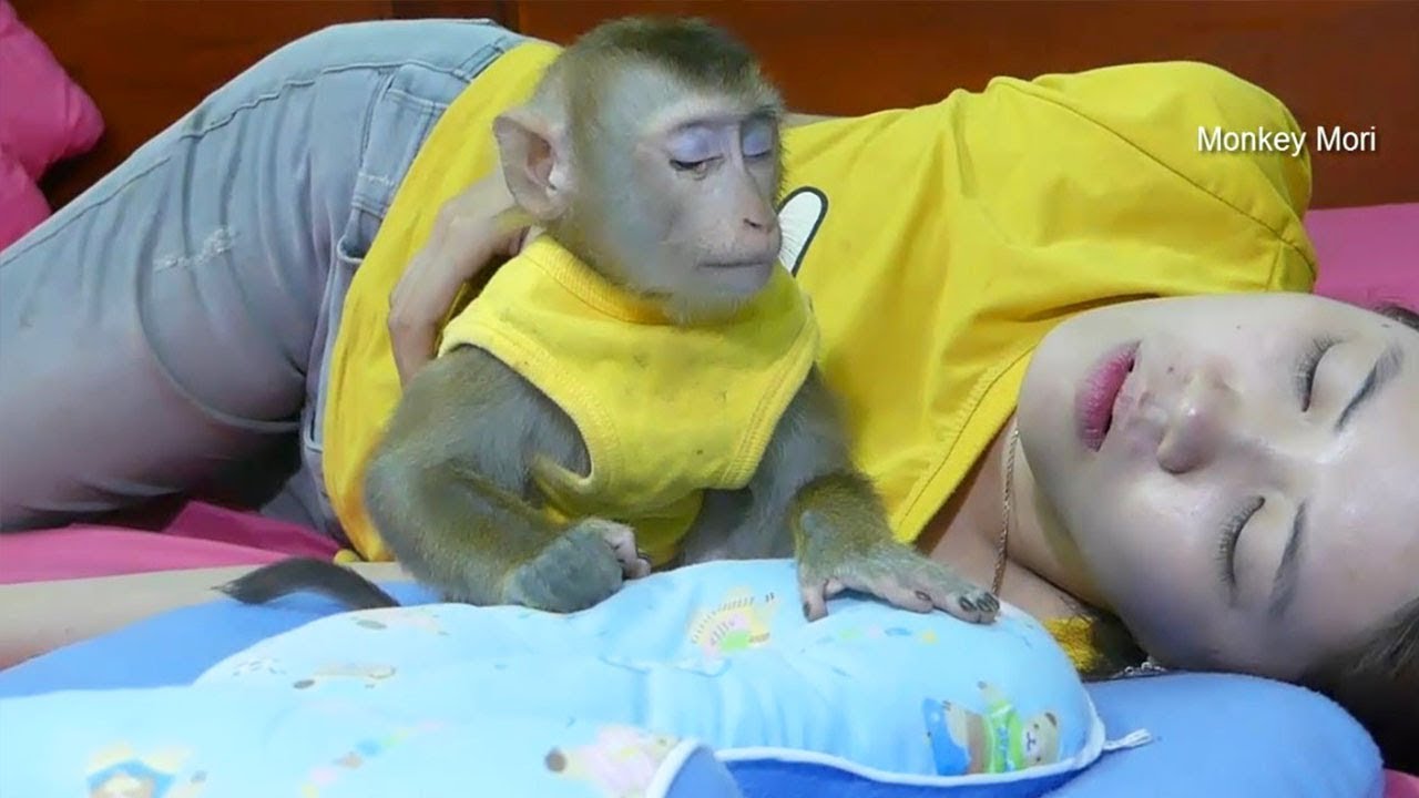 Awesome Baby Monkey Mori Not Lay Down When Sleeping