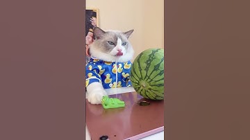 That Littel Puff Cooking TikTok Video Funny #0012 #catcooking #that littel puff #shorts