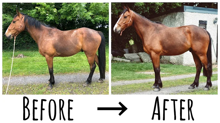 SATISFYING HORSE MAKEOVER with Khal