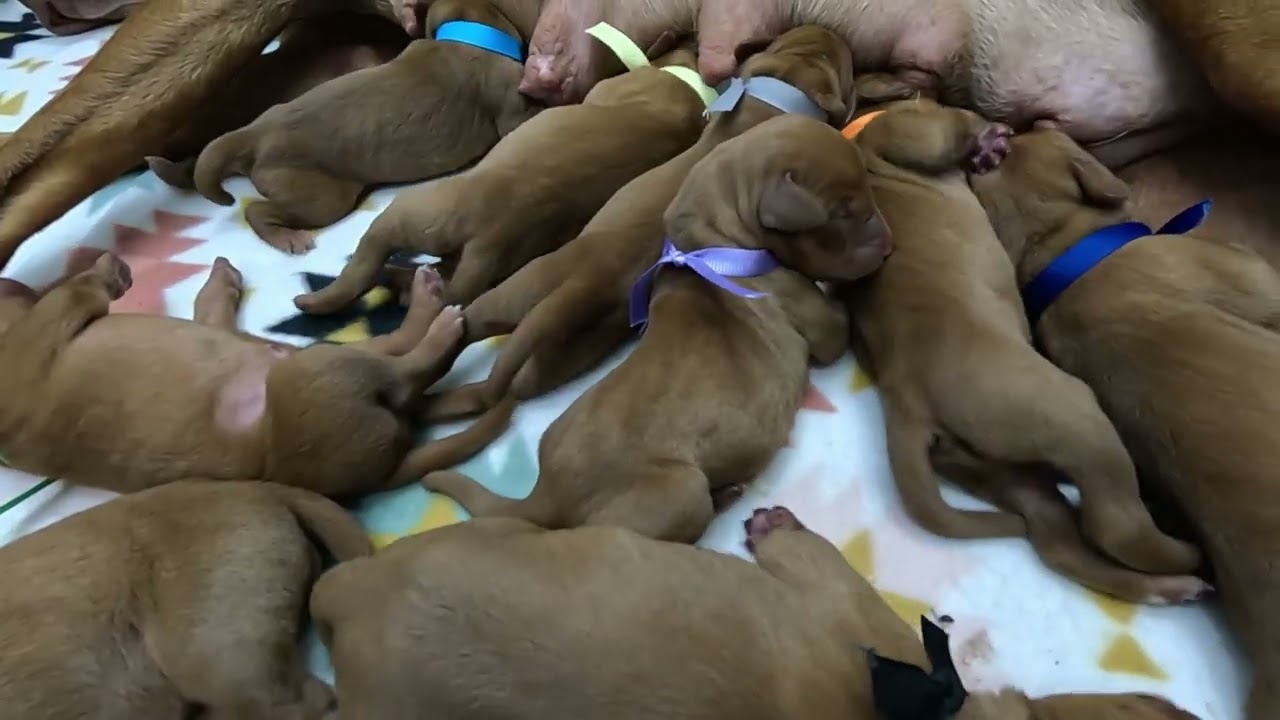 2 day old Vizsla Puppies