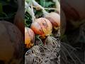 The secret to growing BIG ONIONS🧅     #gardening #onions #homestead #gardentips #onion