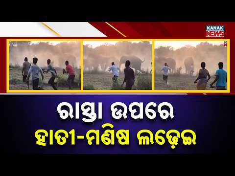 ଜୀବିକା ବଞ୍ଚାଇବାକୁ ରାସ୍ତା ଉପରେ ହାତୀପଲ ସହ ଲଢ଼ିଲା ମଣିଷ | Villagers Fight Back To Save Livelihoods