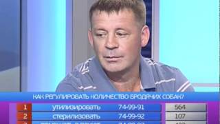 Свободное время.Бродячие собаки вне закона видео Что делать с бродячими собаками?
