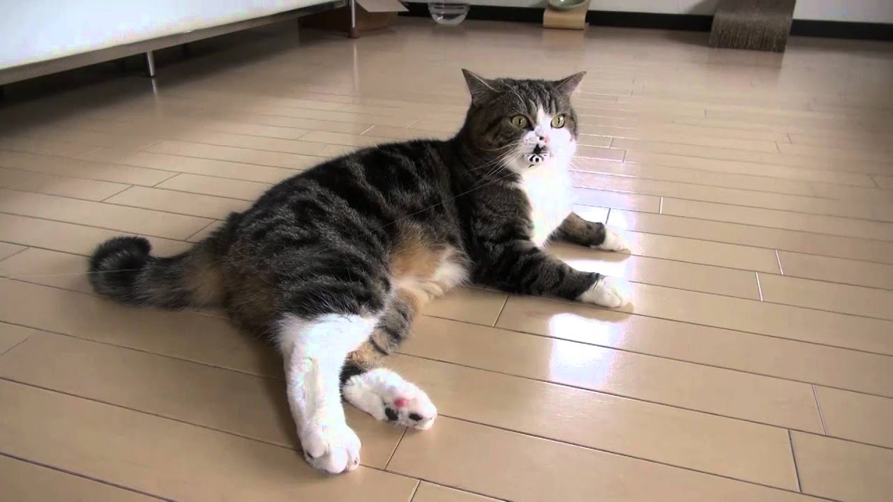 meow mix 鳴くねこからの眠りねこ。-Meow Meow Maru → Sleeping Maru.