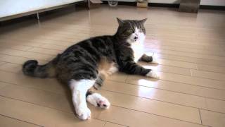 鳴くねこからの眠りねこ。Meow Meow Maru →　Sleeping Maru.