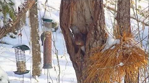 Norwegian squirrel