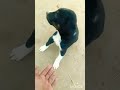 Cute puppy hai mera doglover trending youtubeshortsshorts.short   