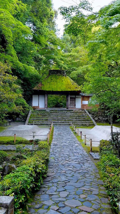 Early summer in Kyoto, Fresh greenery at Honen-in temple # #kyoto #travel #temple #scenery