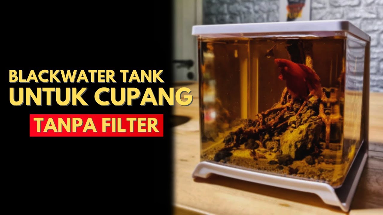 Cara Buat Blackwater Tank Untuk Cupang Tanpa Filter Youtube Cara membuat aquascape black water Cara Buat Blackwater Tank Untuk Cupang Tanpa Filter Youtube Cara membuat aquascape black water