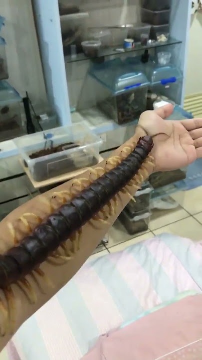Giant centipede crawls along man's arm