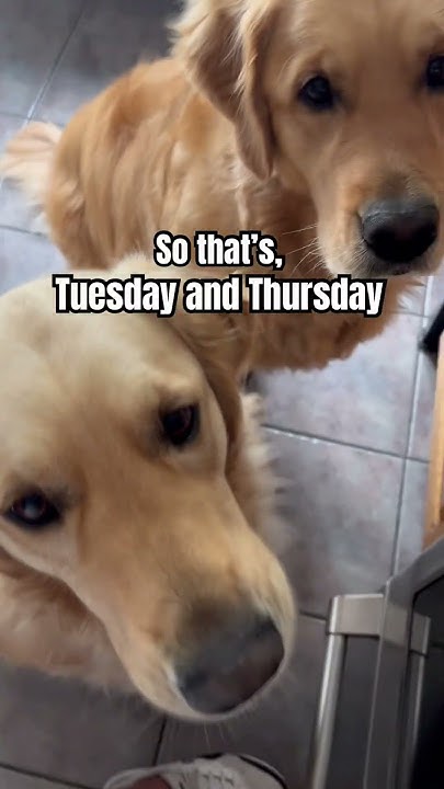 my-dog-only-eats-treats-on-days-that-start-with-a-t-dog-shorts-dogs