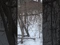 WHITETAIL DEER AFTER THE WINTER STORM #shorts #wildlife #deer #deerhunting