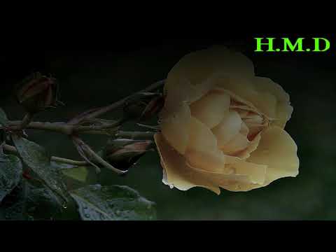 لطيفة التونسية كرهتك