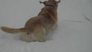 Frodo in the Blizzard 2010.avi