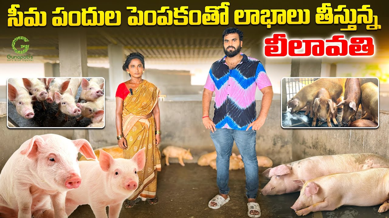 సీమ పందుల పెంపకంతో లాభాలు తీస్తున్న లీలావతి #pig #pigs #piggery #animalhusbandry #agribusiness