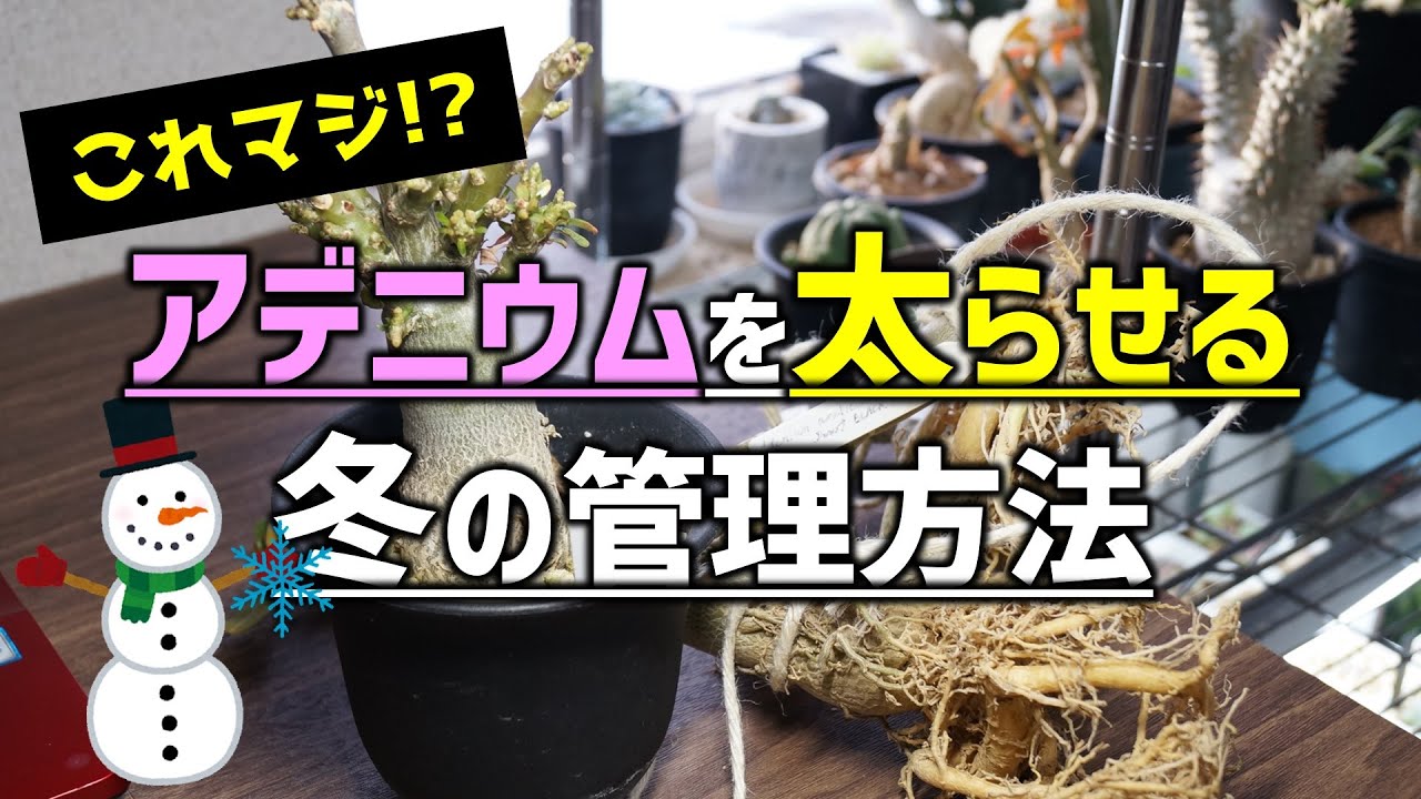 多肉の冬管理 アデニウムを太らせる冬越しの方法 人気観葉植物の育て方 砂漠のバラ Youtube