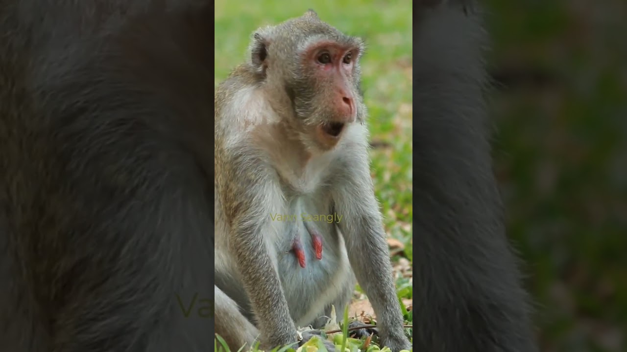Mama Jane Sit alone  Eat Lotus