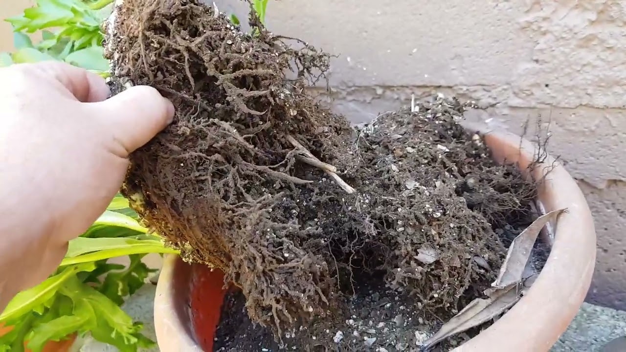 Helecho Polypodium Polycarpon, helecho cristal o lechuga  REPRODUCCION - Polypodium Polycarpon fern