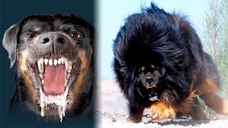 5 Most Dangerous Dog Breeds In The World || दुनिया की 5 सबसे खतरनाक कुत्तो की प्रजाति