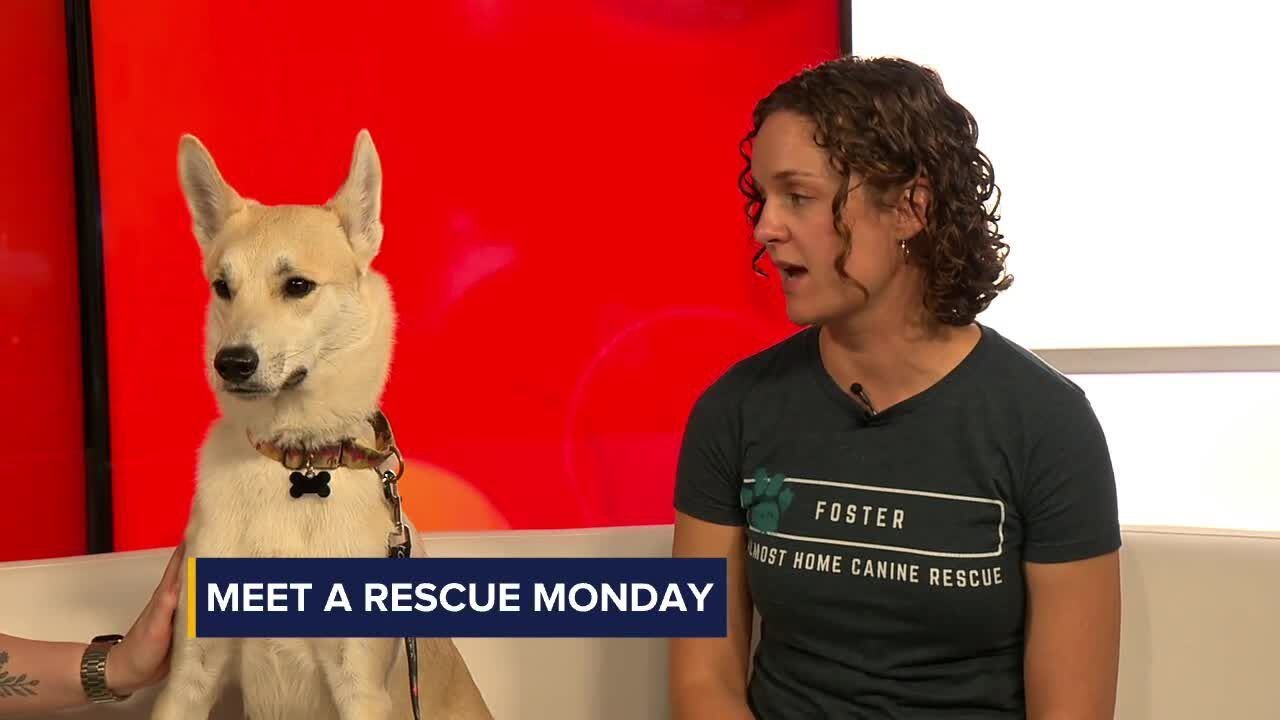 Meet a Rescue Monday: Tiger - YouTube