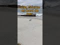 Goélands à Toulon : une scène surprenante à la plage du Mourillon #oiseaux #toulon #plage #animaux