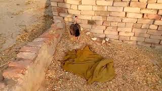 Desi murghi k Bache/Desi Mini chicken/Desi murghi ki videos/Village ki Desi murghi